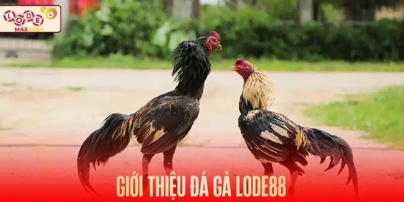 Đá gà Lode88 được nhiều hội viên ưa chuộng